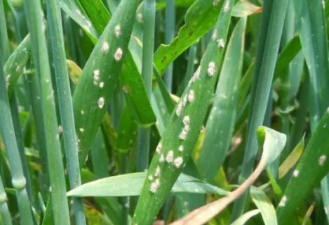 早春小麦纹枯病症状是什么 小麦纹枯病的初侵染来源是