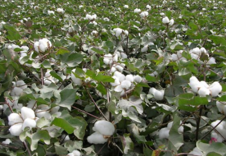 棉花生产中后期管理技术 棉花应该怎么养殖