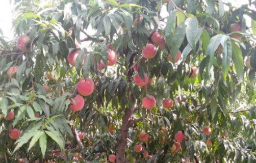 春季桃蚜防治措施 桃树养殖方法总结