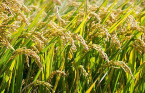 单季杂交水稻超高产栽培方法是什么（单季杂交水稻超高产栽培方法是什么意思）