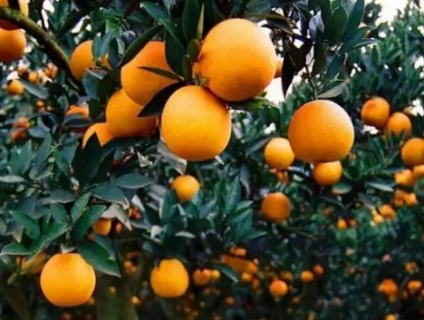 柑橘全年施肥时间表 柑橘施壮果肥最佳时间