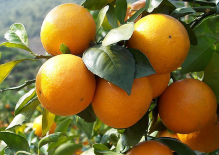柑橘冬季如何管理