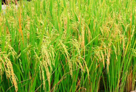 温宿县水稻拔节期至抽穗期 水稻拔节期是什么时间