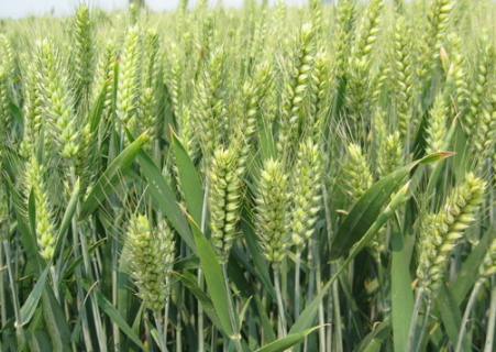 小麦拔节期出现黄叶和干尖的原因是什么 如何防治