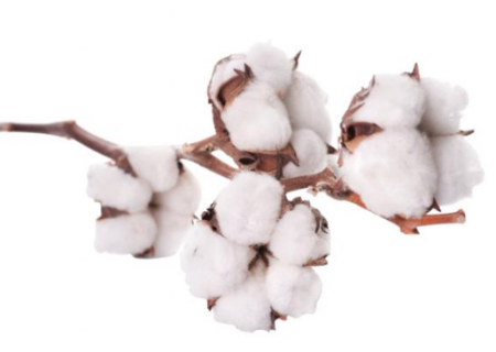 山东省棉花中后期怎么管理 棉花怎么施肥