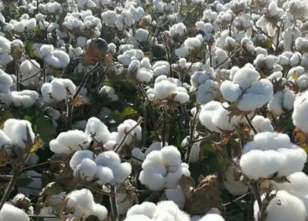2021年棉花中后期生产管理 棉花生长条件总结