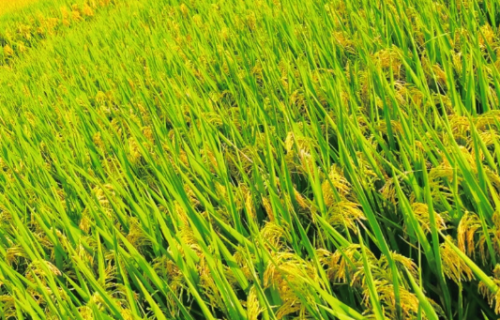2021年水稻重大病虫害防控技术（2020年水稻病虫害防治时间表）