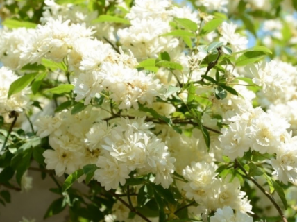 白木香一年开几次花 白木香多久开花