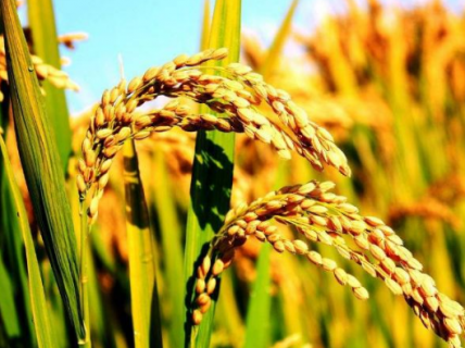 水稻种植需要注意什么