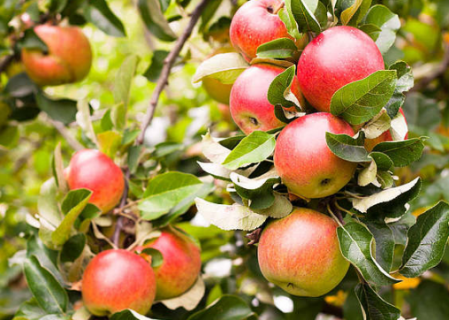春季苹果树种植方法 水肥管理技术要点