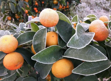柑橘霜冻灾害预防措施