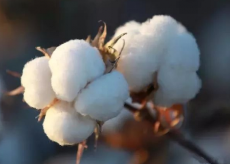 棉花重大病虫害防控技术