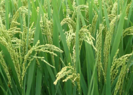 早稻种子如何消毒 早稻谷种子浸泡多长时间