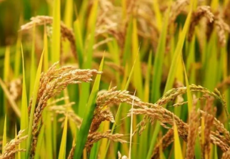 水稻除草剂二甲四氯钠怎么使用 水稻除草剂二甲四氯钠怎么使用的