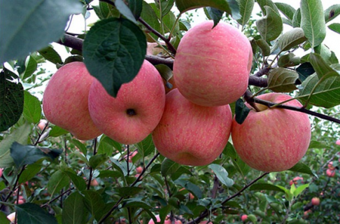 中国最贵的苹果品种是什么 为什么福岗苹果那么贵