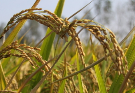 水稻种植技术对产量和品质的影响 水稻种植对环境的影响