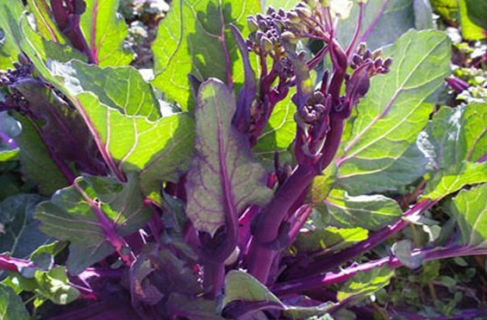红菜苔种植时间和方法 如何种植能高产