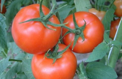 西红柿移栽缓苗需要几天 有哪些注意事项