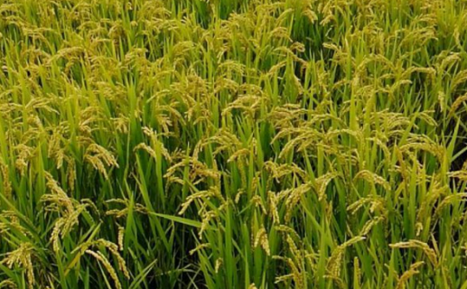 水稻优质高产栽培技术是什么（优质水稻种植技术）