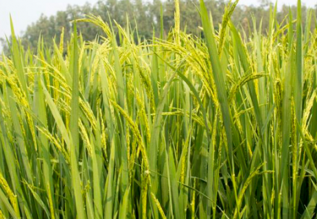 水稻空瘪粒是什么原因造成的 水稻空瘪粒是怎么回事