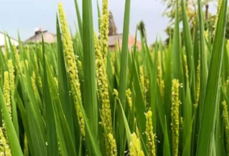 宜香优2115水稻高产栽培方法是什么 如何科学管理