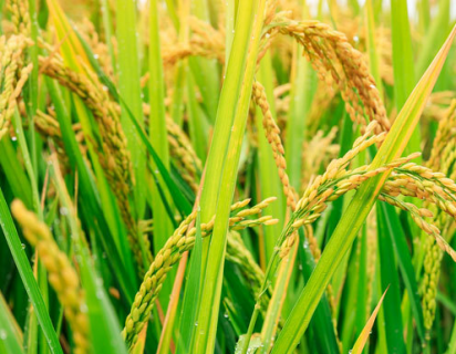 北方地区寒地水稻育苗方法是什么（北方寒地水稻高产栽培技术）