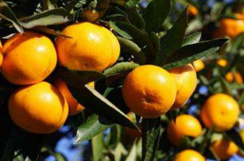 柑橘种植应该注意什么 柑橘种植应该注意什么事项