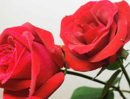 玫瑰花的药用价值是什么 如何使用效果最好