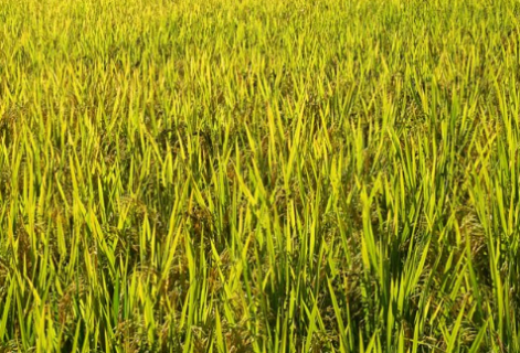 水稻田抗性千金子产生的原因 水稻除草方法简介