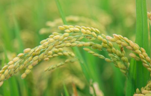 氮肥过多对水稻有什么危害 水稻后期施的氮肥过多怎么处理