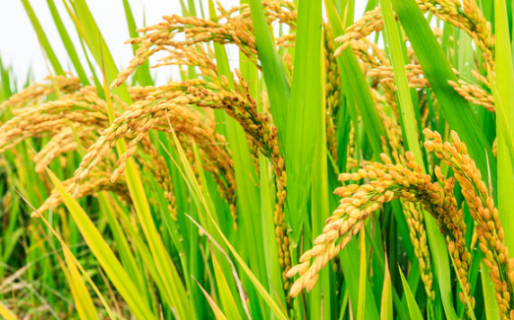 直播稻二叶一心期如何做好水浆管理 水稻二叶一心怎么施肥