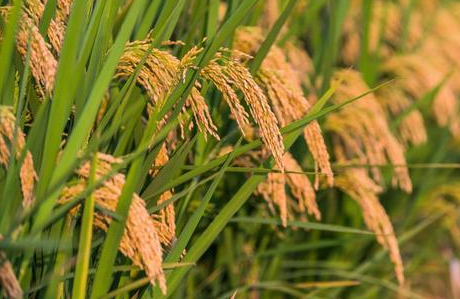 水稻稻瘟病与纹枯病发生的原因是什么 防治措施有哪些