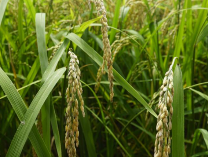 水稻常见病虫害有哪些 水稻常见病虫害有哪些害虫