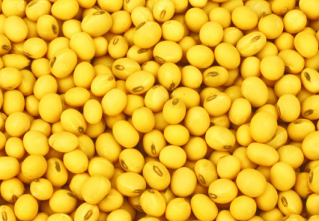 黄豆叶子发黄是什么原因 叶片发黄是缺什么肥料