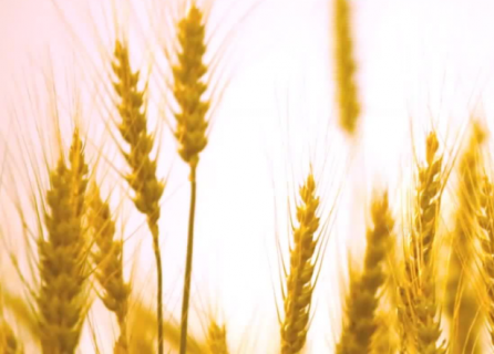 大麦是什么粮食 大麦是什么粮食作物