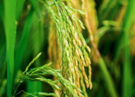 水稻种植如何科学管理（水稻种植管理技术）