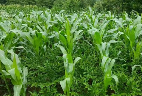 阿克苏地区复播玉米套种黄豆怎么栽培 养殖方法总结