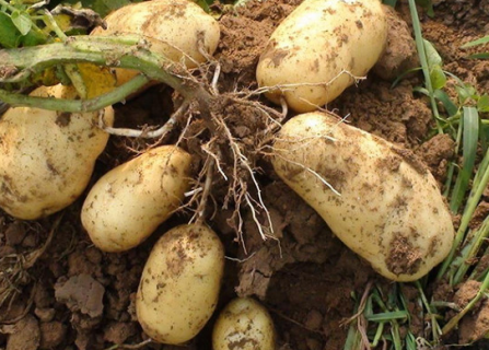 马铃薯秋作留种方法是什么 如何收获高产马铃薯