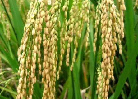 优质水稻的必备条件有哪些