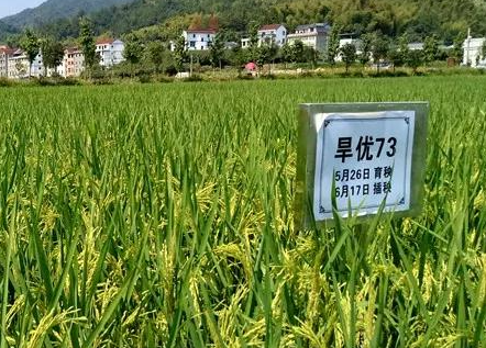 节水抗旱稻旱优73的种植表现怎么样 水稻品种旱优73