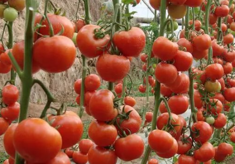 番茄壮苗和丛生苗及老化苗的区别是什么 如何区分它们