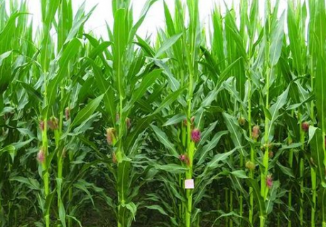 玉米种植的高产方法是什么（玉米种植的高产方法是什么意思）
