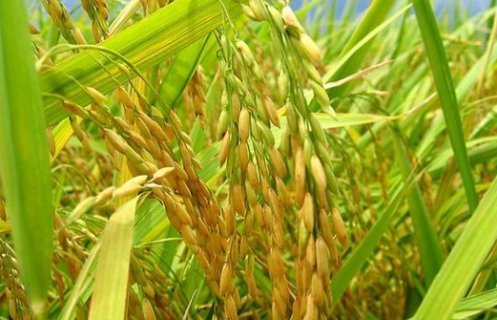 水稻虫害严重减产怎么办