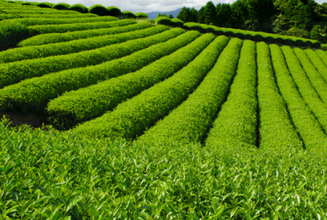 西双版纳州茶园病虫害绿色防控技术（茶叶变成“摇钱树”,西双版纳现大规模毁林种茶）