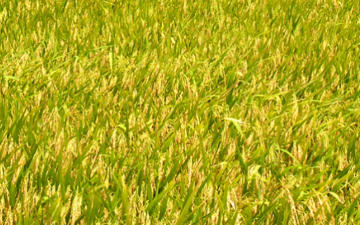 南方地区水稻直播栽培技术 南方水稻直播技术视频