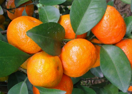 柑橘霜冻灾害预防措施 柑橘怎么防治冻害