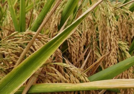 水稻倒伏的原因是什么 水稻倒伏是什么原因导致的?如何防控?