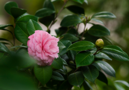 茶花常见病虫害防治 茶花病虫害用什么药