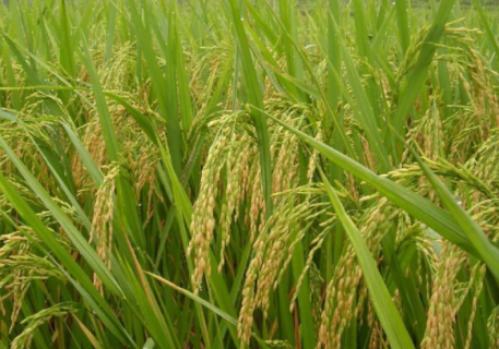 麦茬稻怎么管理（麦茬稻高产栽培技术适期播种）