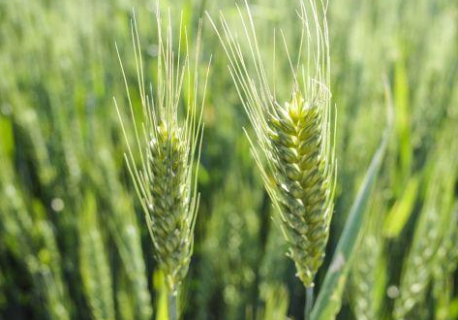 冬小麦生长旺盛期怎么做能高产 冬小麦生长周期及收获时间